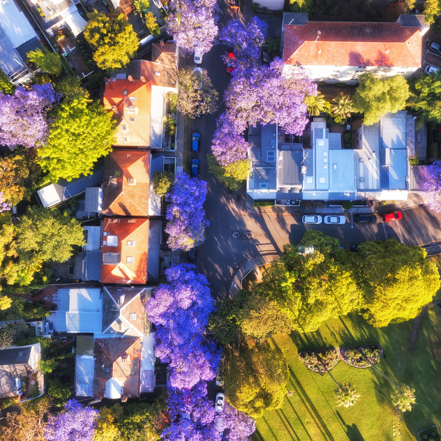 Green leafy park and quiet residential streets in Kirribilli suburb of Sydney during jacaranda blossoming season - aerial top down view.